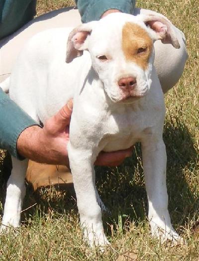 White Red Nose Female with 1 Eye Patch  Gotti line ADBA UKC 